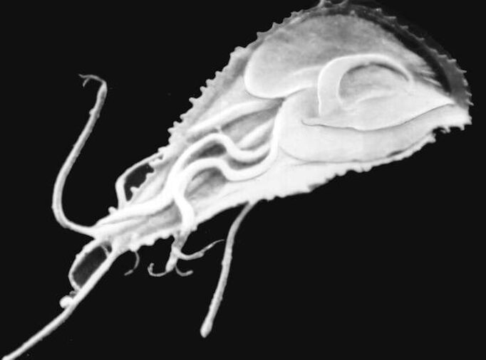 Plasmodium malaryczne