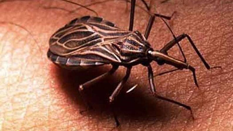 Tripanosoma