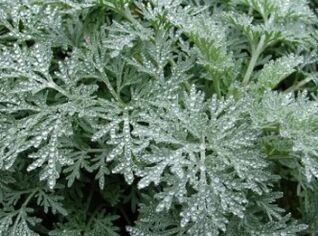 Wormwood przeciwko robakom